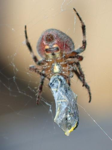 Réf. 194 595 : Neoscona subfusca